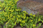 Yellow stonecrop